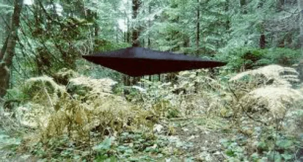 Still of a dark, flat diamond-shaped object hovering low over ferns in a forest, from the Jonathan Reed footage